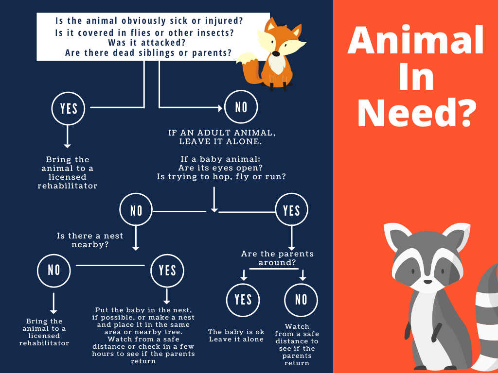 This says first determine if the animal is sick or injured. If yes, bring to a licensed rehabilitator. If no, leave the animal alone and watch to see if a parent returns.